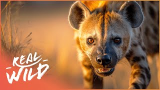 The BoneCrushing Jaws Of African Hyenas  Race Of Life  Real Wild [upl. by Perl752]