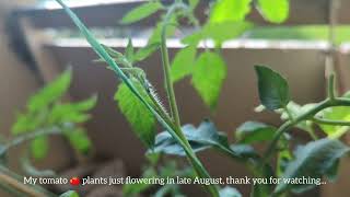 Tomato plants start flowering in late August [upl. by Ailimac]