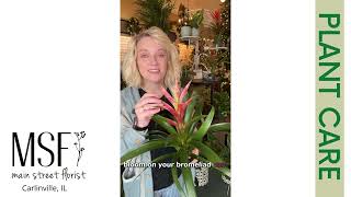 Bromeliad Care Basics [upl. by Yunfei]