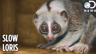 Everything You Need To Know About The Slow Loris [upl. by Elaina]