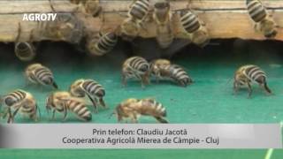 AGRO TV Agricultura la Raport  partea a IIa 11072016 [upl. by Irek]