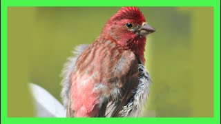 Purple Finch Song Call Sound Singing Camachuelo Purpúreo Canto Haemorhous Purpureus [upl. by Shriver291]