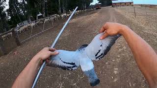 Blowgun Hunting A Banded Pigeon and a few other hunts [upl. by Odranar]