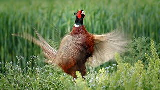 Bird sounds – Common pheasant Phasianus colchicus [upl. by Garlen]