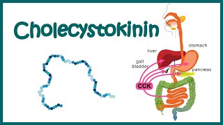 CholecystokininCCK  structure  function and mode of action [upl. by Nitsur]