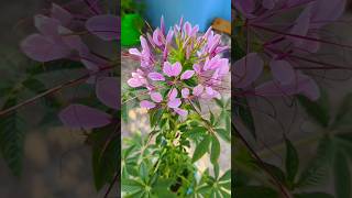 Spiny Spider Flowers  cleome spinosa Growing And Flowering spiderplant flowers [upl. by Knowlton]