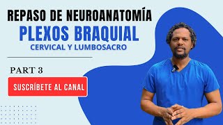 REPASO PARTE 3 PLEXOS BRAQUIALCERVICAL Y LUMBARNEUROANATOMÍA [upl. by Essirehc]