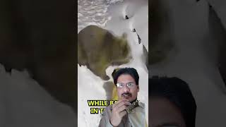 Youtubeshortspet dog how can save its owner and owners house from bearwhen bear comes from forest [upl. by Fran326]