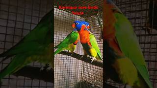 Love birds new collection video love 🦢🐦‍⬛🐦‍⬛🦩🐦🐥 [upl. by Morrison439]