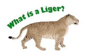 10 Interesting Facts About Ligers …and Yes They’re Real [upl. by Jacqui]