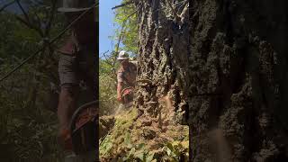 How timber fallers 👋 to each other oregonchainsawmassacre8915 [upl. by Ahsiad]