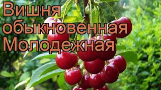 Вишня обыкновенная Молодежная molodezhnaia 🌿 обзор как сажать саженцы вишни Молодежная [upl. by Udenihc]