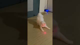 My cat is faster than Eminem 😂 shorts trending cat cute [upl. by Ikcaj281]