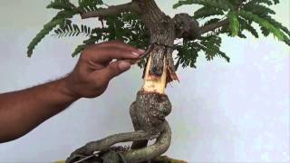 Bonsai Experiment Creating Nebari with Split Bark Technique [upl. by Cochrane]