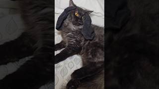 My Cats Take on the Wild Im a Fox my names todd trend cat funnycat catvideo cats catshorts [upl. by Lemert]