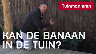 Bananenplant in de tuin Kan dat  Tuinmanieren [upl. by Clance]