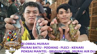 DI OBRAL MURAH  MURAI BATU  PODANG  PLECI  KENARI  POKSAI MANTEL DLL [upl. by Fregger]