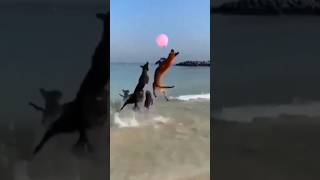 Dogs Having a Blast Playing Ball at the Beech  The Pets are Fun [upl. by Salba219]