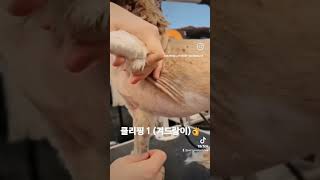 클리핑겨드랑이위험한부위초보미용사팁빡빡이팁애견미용교육👌자세로끝 애견미용 [upl. by Elleina]