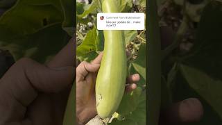 🔥💯quotGrow 😱🔥Bottle😲 Gourd at Home Easy Steps for a Big Harvestorganicgardening shortsfeed [upl. by Marylee42]