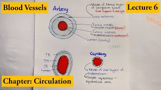 Blood Vessels Arteries Veins amp Capillaries  Chapter Circulation  Video  6 [upl. by Edgerton666]