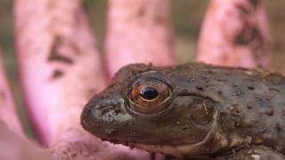 ウシガエルの瞬膜 Bullfrogs Nictitating membrane [upl. by Jacobine]