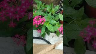 yt short permanent flower plant pentas [upl. by Harobed]