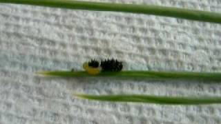 Braconid wasp parasitizes indra swallowtail caterpillar [upl. by Cestar]