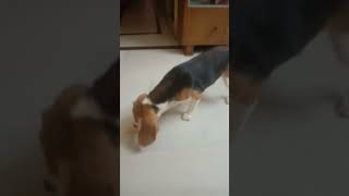 Khabo na tobuo khete bolche goofy the cute beagle ❤🐩 [upl. by Anitan]