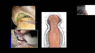 Anatomía General Digestivo rumiantes parte 1 [upl. by Amata42]