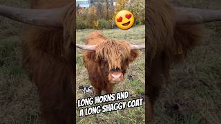 quot Beautiful scottish highland cattle quot 😍❤🐄 shorts farm animal cow cattle [upl. by Bever]