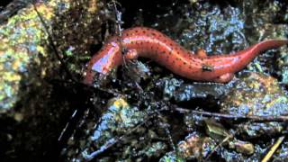 Northern Red Salamander compilation  Pseudotriton ruber ruber [upl. by Notlimah801]