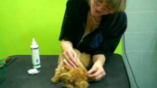 Стрижка котаHow to groom a cat [upl. by Godred]