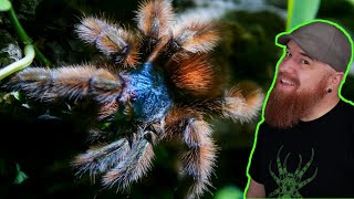 Antilles Pinktoe Tarantula Rehouse  Caribena versicolor [upl. by Annaoj]