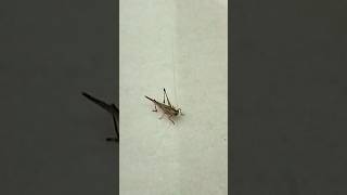 Locust rain insect grasshopper shorts youtubeshorts [upl. by Atillertse]