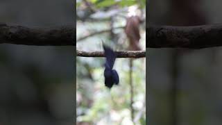 Greater Rackettailed Drongo flying off [upl. by Kylila]