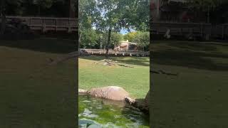 Fort Worth Zoo [upl. by Lister322]