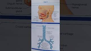 Salivary glands and trachea  nursing  anatomy and physiology [upl. by Kristan336]