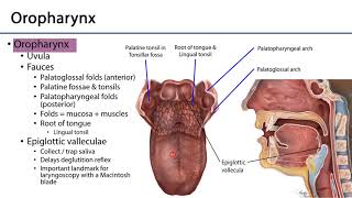 Larynx Pharynx and CST LO 1  Pharynx [upl. by Roht369]