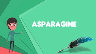 What is Asparagine Explain Asparagine Define Asparagine Meaning of Asparagine [upl. by Yhtommit340]