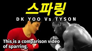 Dk yoo와 타이슨의 스파링비교dk yoo and Tysons sparring comparison [upl. by Zapot727]