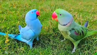 Amazing talking parrot [upl. by Smart]