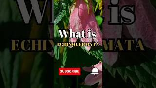 What is Echinodermata shorts facts biology [upl. by Okiron]