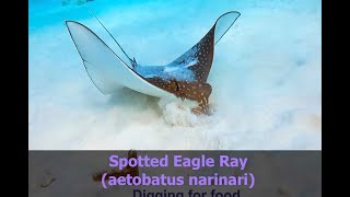 Bonaire  Spotted Eagle Ray – Digging for Food [upl. by Oberg]