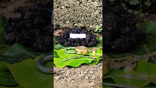 original nalla pasupu original black turmeric plant Kali haldi test trending 9325837843 [upl. by Jacinta]