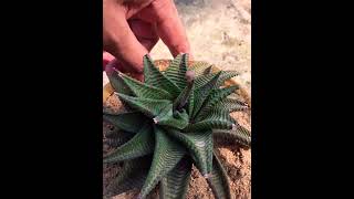 Haworthia limifolia flower succulent [upl. by Asille]