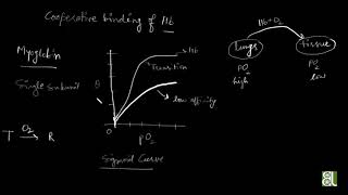 Topic  Lets Talk about Hemoglobin  BioJunction [upl. by Leen]