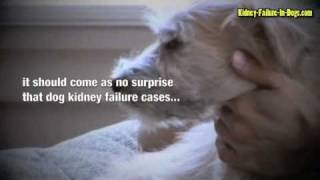 Kidney failure in dogs  Act Fast To Give Your Dog The Best Chance Of Survival [upl. by Aihseuqal]