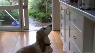 Naughty funny Bassett Hound [upl. by Irtemed]