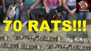 70 RATS NEW RECORD Mink and Dogs Eradicate Rats [upl. by Oirevlis]